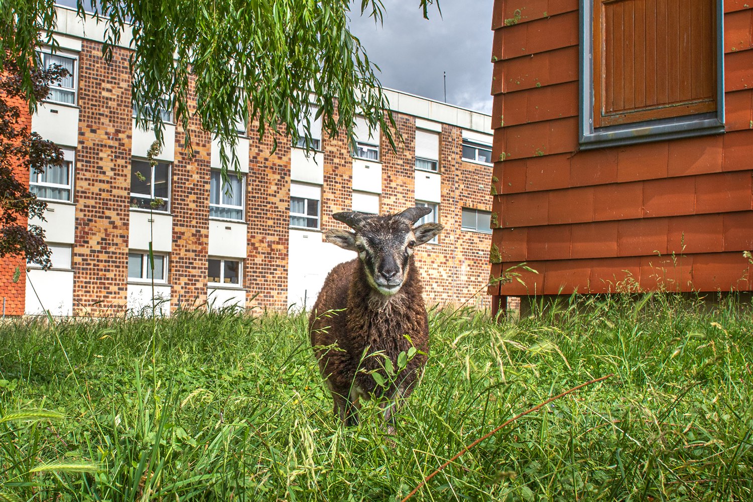 Médiation animale : moutons accueillis sur le parc